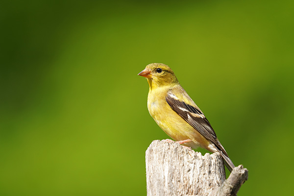 Sigma 150-600mm f/5-6.3 DG DN OS Sports Review: Field Test -- Gallery Image