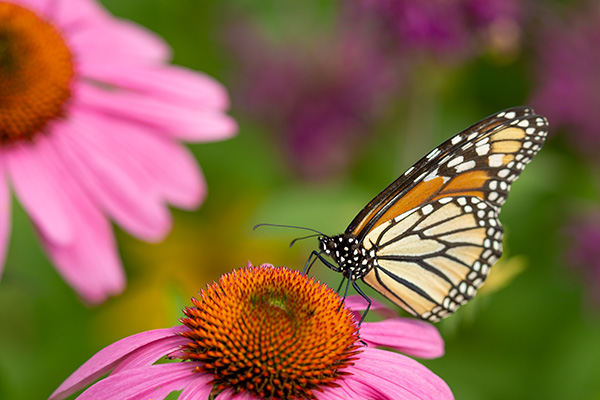 Sigma 150-600mm f/5-6.3 DG DN OS Sports Review: Field Test -- Gallery Image