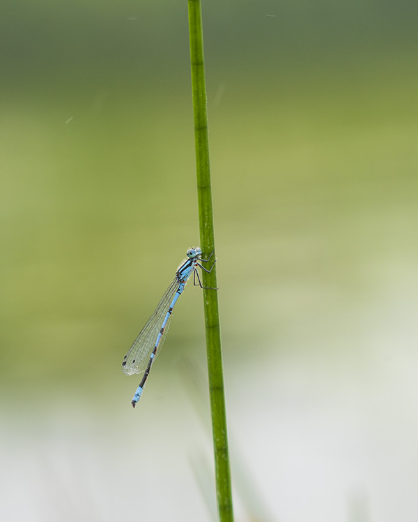 Sigma 150-600mm f/5-6.3 DG DN OS Sports Review: Field Test -- Gallery Image