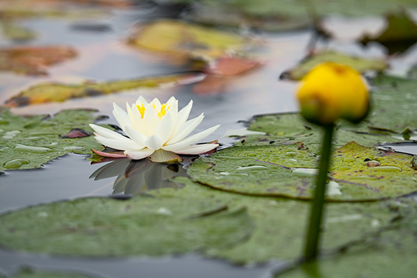 Sigma 150-600mm f/5-6.3 DG DN OS Sports Review: Field Test -- Gallery Image