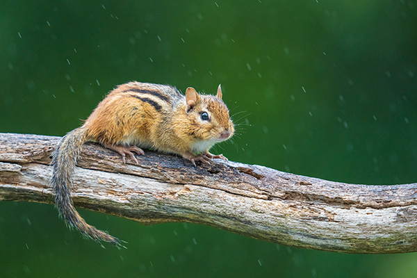 Sigma 150-600mm f/5-6.3 DG DN OS Sports Review: Field Test -- Gallery Image