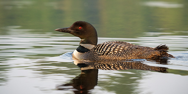 Sigma 150-600mm f/5-6.3 DG DN OS Sports Review: Field Test -- Gallery Image