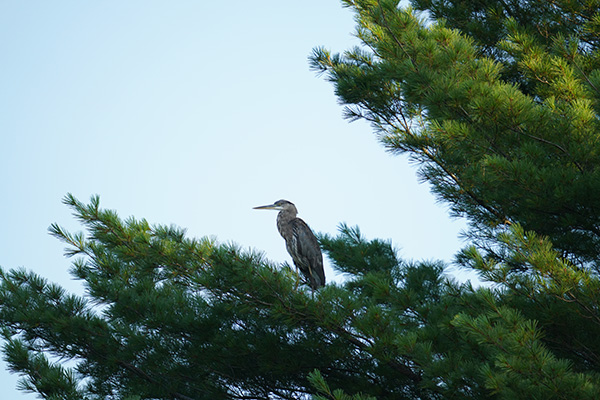 Sigma 150-600mm f/5-6.3 DG DN OS Sports Review: Field Test -- Gallery Image