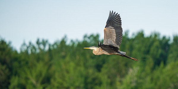 Sigma 150-600mm f/5-6.3 DG DN OS Sports Review: Field Test -- Gallery Image