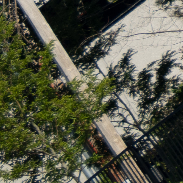 Sigma 150-600mm f/5-6.3 DG DN OS Sports Review: Field Test -- Gallery Image