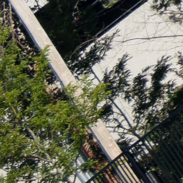 Sigma 150-600mm f/5-6.3 DG DN OS Sports Review: Field Test -- Gallery Image