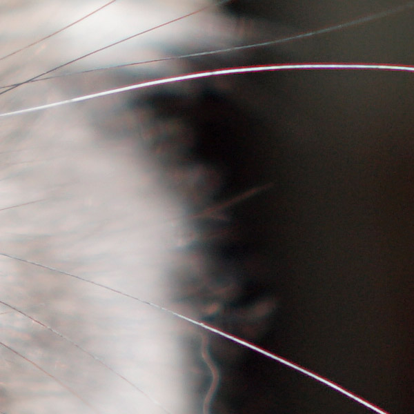 Sigma 16mm f/1.4 DC DN Contemporary Review: Field Test -- Gallery Image