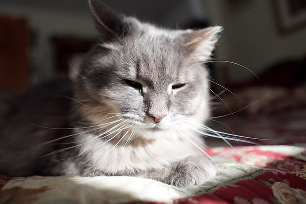 Sigma 16mm f/1.4 DC DN Contemporary Review: Field Test -- Gallery Image