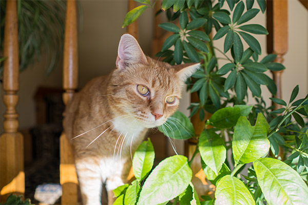 Sigma 16mm f/1.4 DC DN Contemporary Review: Field Test -- Gallery Image