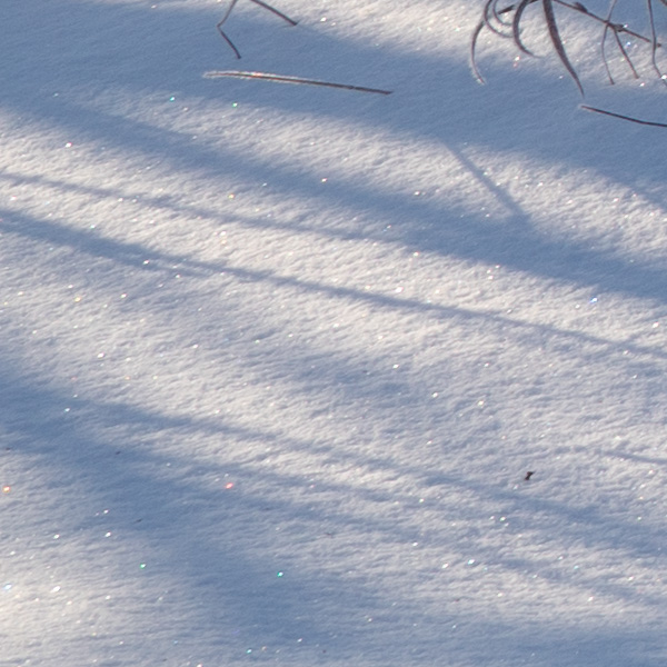 Sigma 16mm f/1.4 DC DN Contemporary Review: Field Test -- Gallery Image