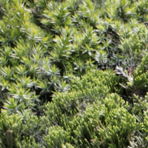 Sigma 24-70mm f/2.8 Art Field Test -- Gallery Image