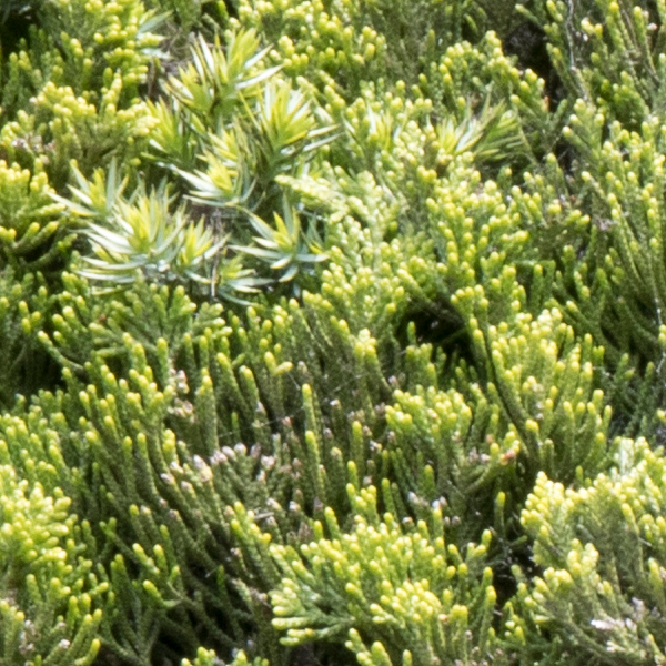 Sigma 24-70mm f/2.8 Art Field Test -- Gallery Image