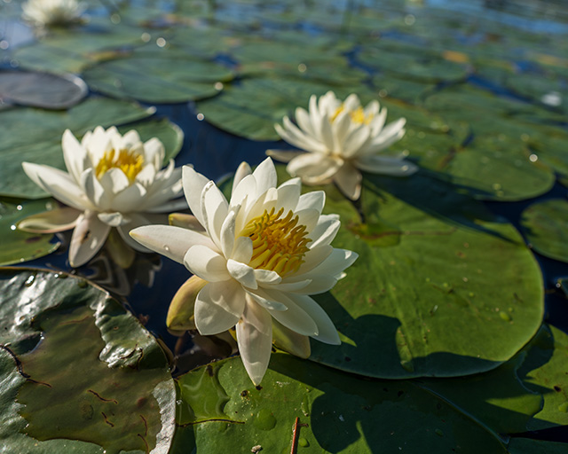 Sigma 24mm F1.4 DG DN Art Review -- Gallery Image