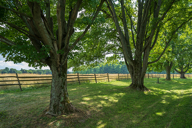 Sigma 24mm F1.4 DG DN Art Review -- Gallery Image