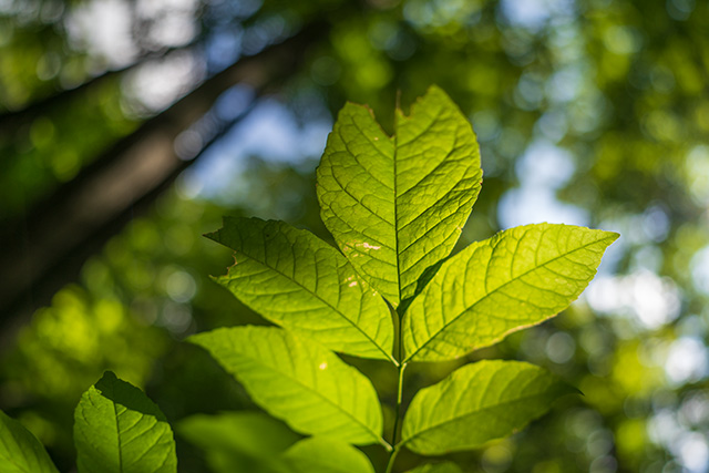 Sigma 24mm F1.4 DG DN Art Review -- Gallery Image