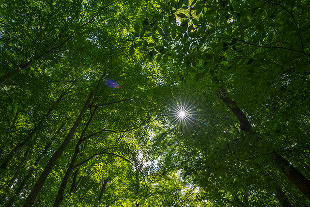 Sigma 24mm F1.4 DG DN Art Review -- Gallery Image