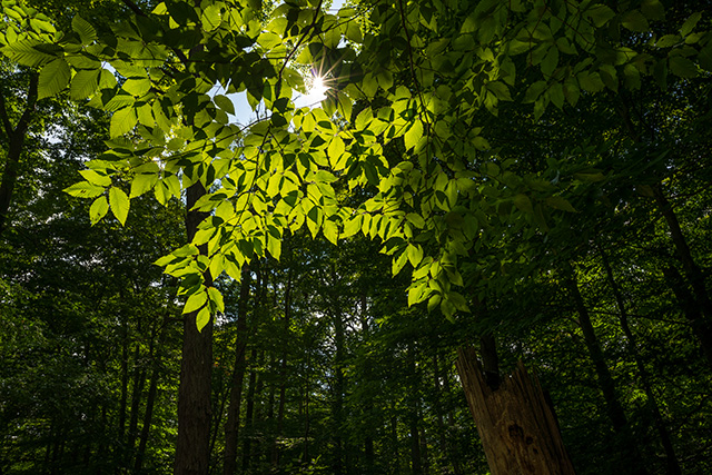 Sigma 24mm F1.4 DG DN Art Review -- Gallery Image