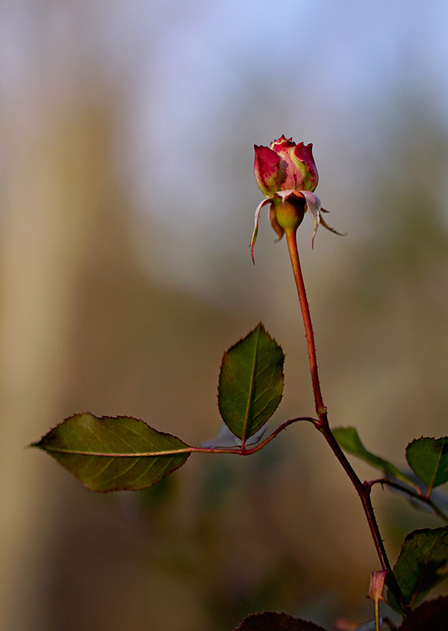 Sigma 56mm f/1.4 Sample Image