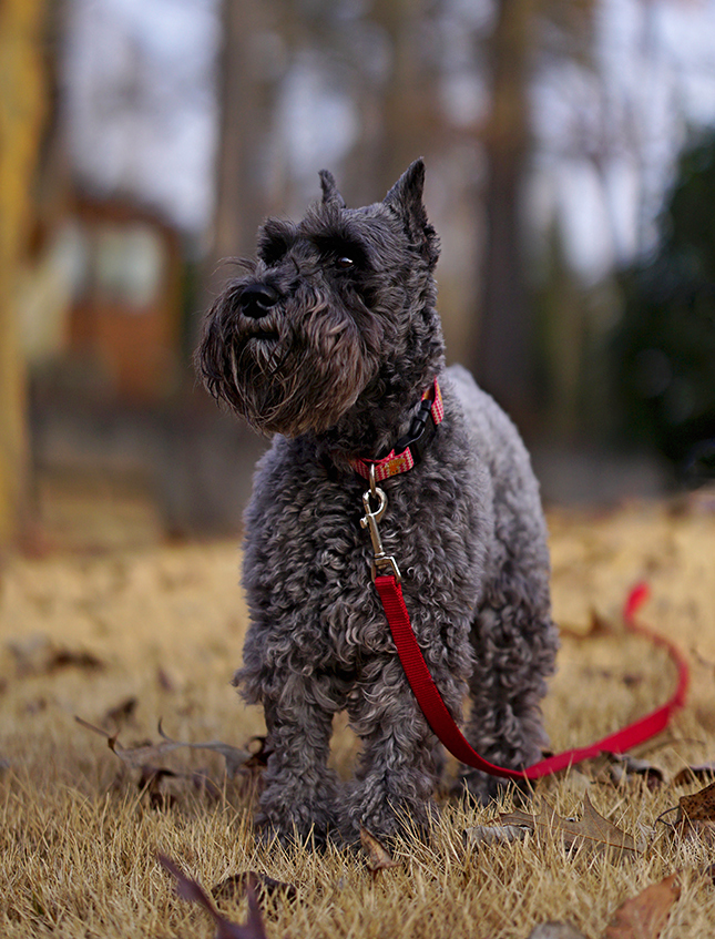 Sigma 56mm f/1.4 Sample Image