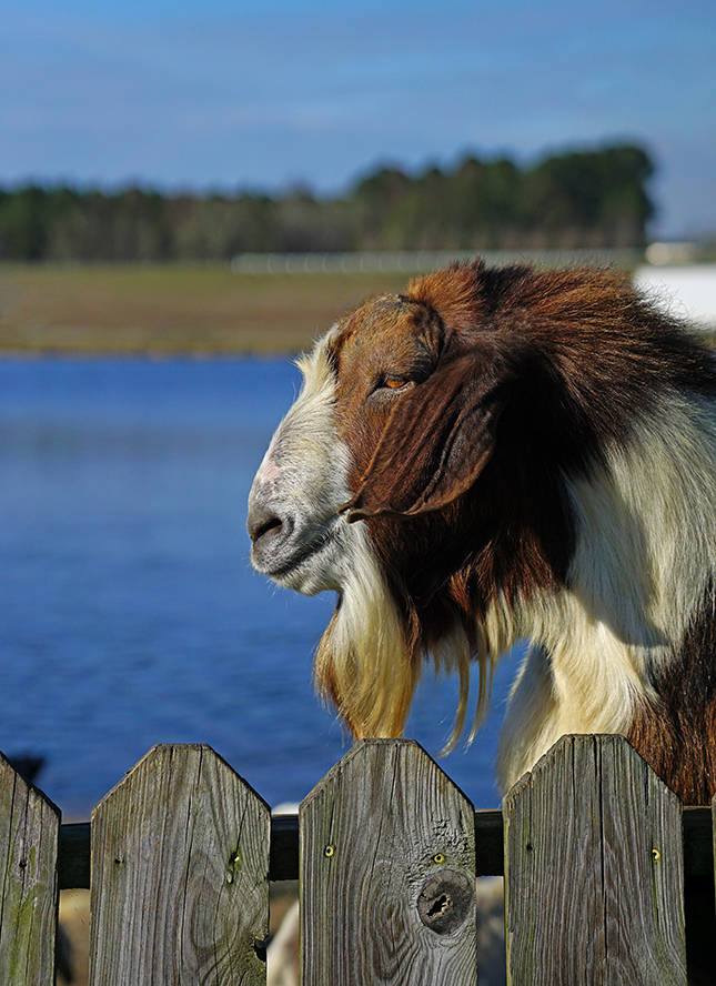 Sigma 56mm f/1.4 Sample Image