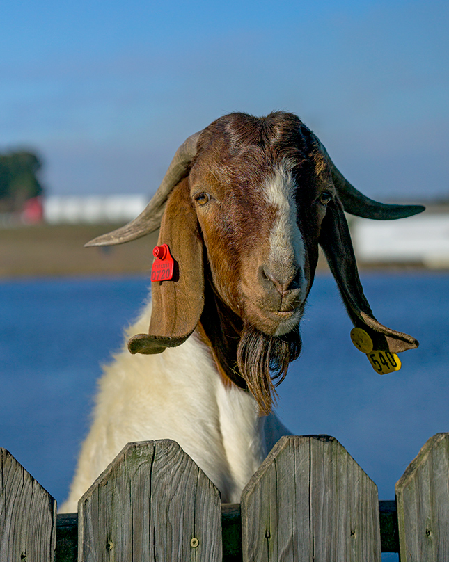 Sigma 56mm f/1.4 Sample Image