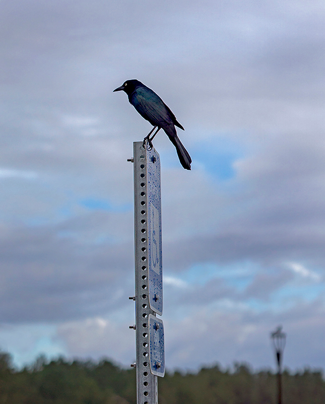 Sigma 56mm f/1.4 Sample Image