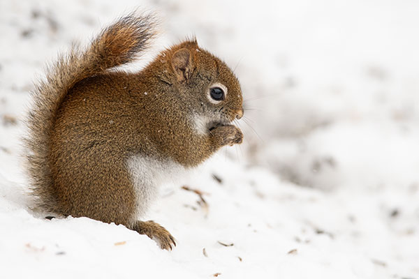 Sigma 60-600mm f/4.5-6.3 DG OS HSM Sport Review: Field Test -- Gallery Image