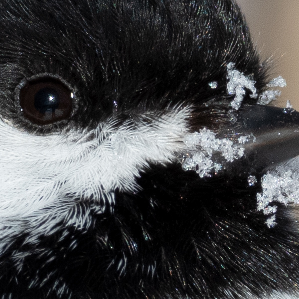 Sigma 60-600mm f/4.5-6.3 DG OS HSM Sport Review: Field Test -- Gallery Image