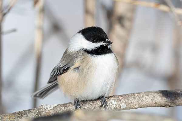 Sigma 60-600mm f/4.5-6.3 DG OS HSM Sport Review: Field Test -- Gallery Image