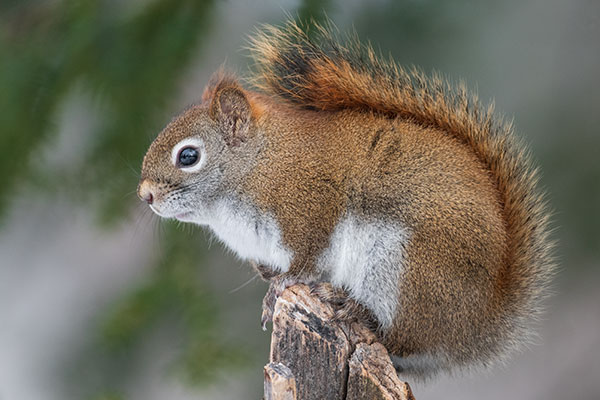 Sigma 60-600mm f/4.5-6.3 DG OS HSM Sport Review: Field Test -- Gallery Image