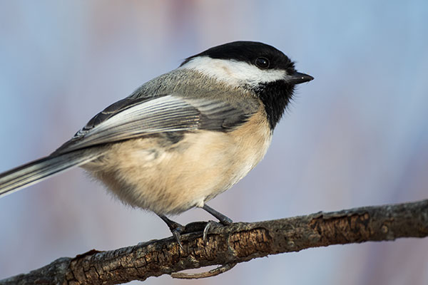 Sigma 60-600mm f/4.5-6.3 DG OS HSM Sport Review: Field Test -- Gallery Image