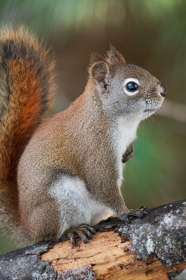 Sigma 60-600mm f/4.5-6.3 DG OS HSM Sport Review: Field Test -- Gallery Image