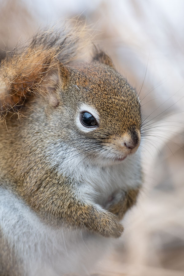 Sigma 60-600mm f/4.5-6.3 DG OS HSM Sport Review: Field Test -- Gallery Image