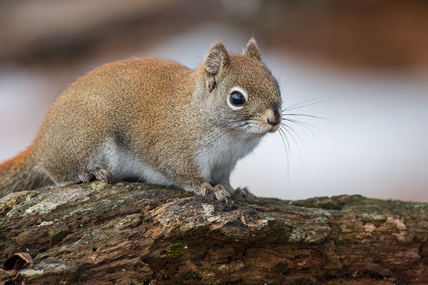 Sigma 60-600mm f/4.5-6.3 DG OS HSM Sport Review: Field Test -- Gallery Image