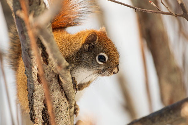 Sigma 60-600mm f/4.5-6.3 DG OS HSM Sport Review: Field Test -- Gallery Image