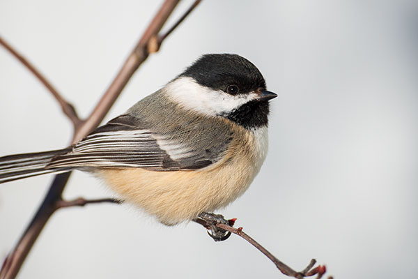 Sigma 60-600mm f/4.5-6.3 DG OS HSM Sport Review: Field Test -- Gallery Image