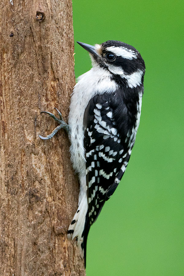 Sony FE 100-400mm f/4.5-5.6 GM OSS Review: Field Test -- Gallery Image