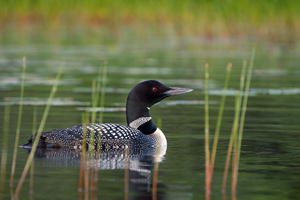 Sony FE 100-400mm f/4.5-5.6 GM OSS Review: Field Test -- Gallery Image