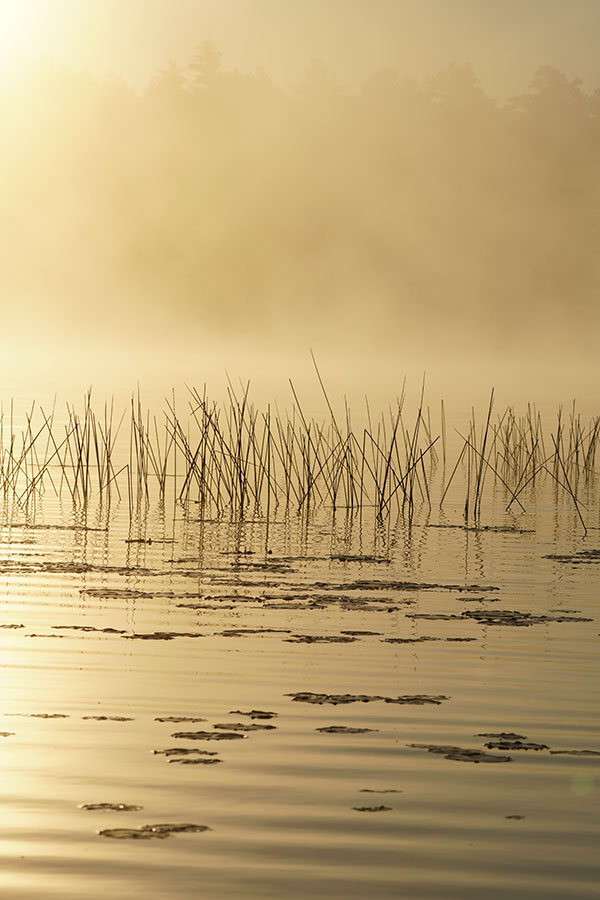 Sony FE 100-400mm f/4.5-5.6 GM OSS Review: Field Test -- Lens Flare Test Image