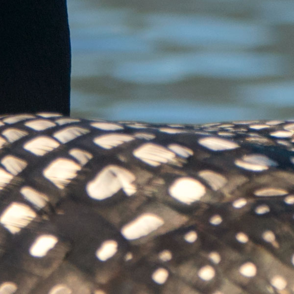 Sony FE 100-400mm f/4.5-5.6 GM OSS Review: Field Test -- Gallery Image