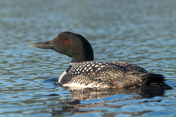 Sony FE 100-400mm f/4.5-5.6 GM OSS Review: Field Test -- Gallery Image