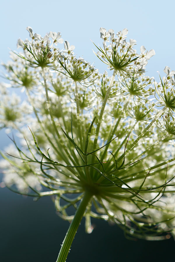 Sony FE 100-400mm f/4.5-5.6 GM OSS Review: Field Test -- Lens Flare Test Image