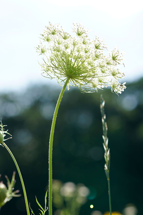 Sony FE 100-400mm f/4.5-5.6 GM OSS Review: Field Test -- Lens Flare Test Image