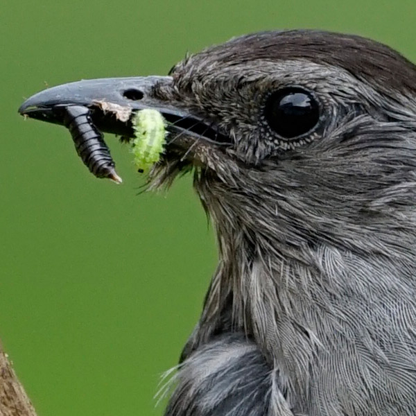 Sony FE 100-400mm f/4.5-5.6 GM OSS Review: Field Test -- Gallery Image