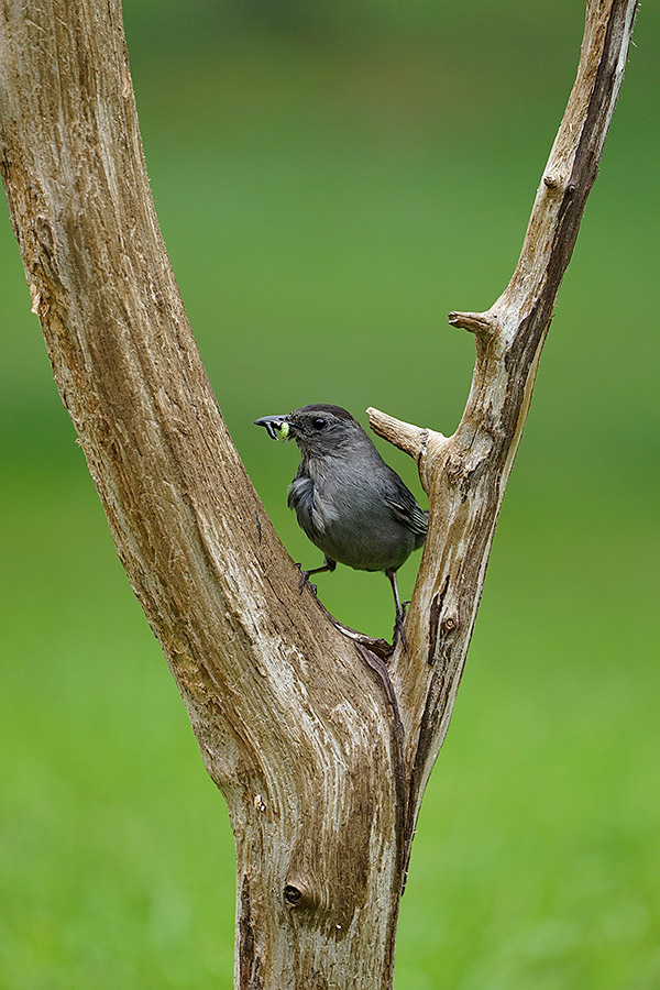 Sony FE 100-400mm f/4.5-5.6 GM OSS Review: Field Test -- Gallery Image