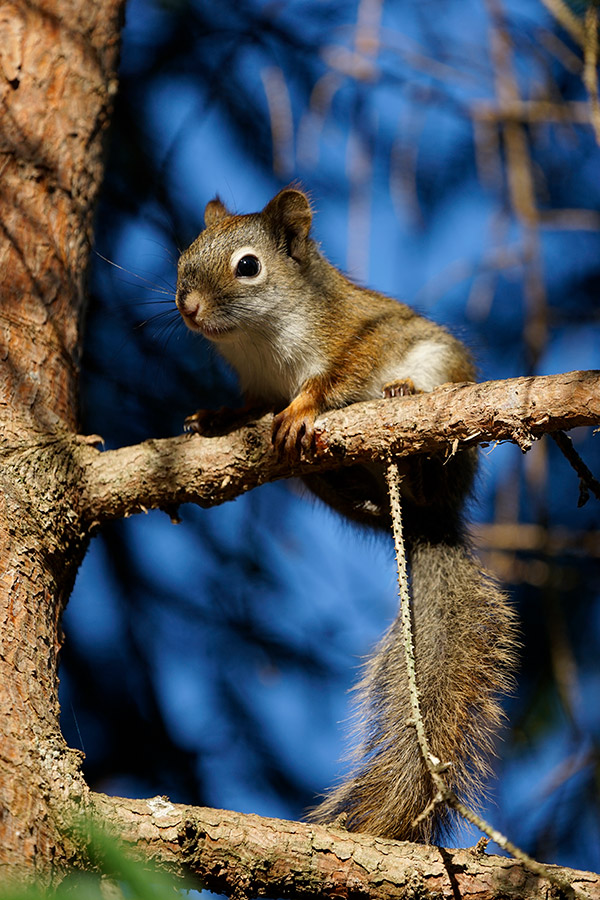 Sony FE 100-400mm f/4.5-5.6 GM OSS Review: Field Test -- Gallery Image