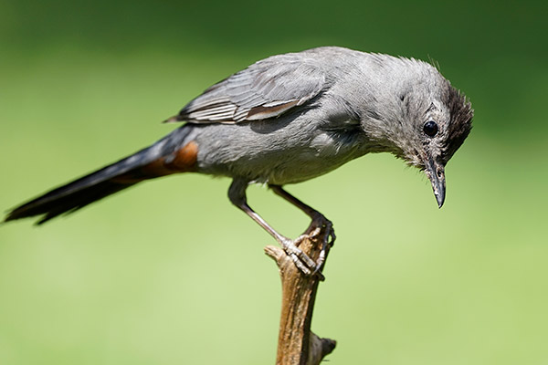 Sony FE 100-400mm f/4.5-5.6 GM OSS Review: Field Test -- Gallery Image