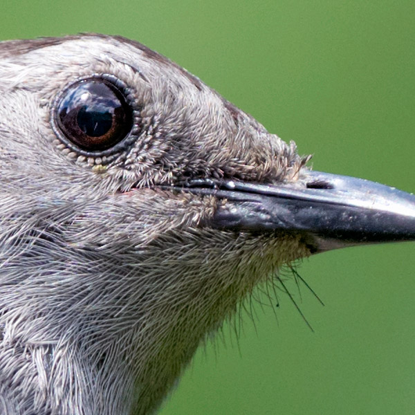 Sony FE 100-400mm f/4.5-5.6 GM OSS Review: Field Test -- Gallery Image