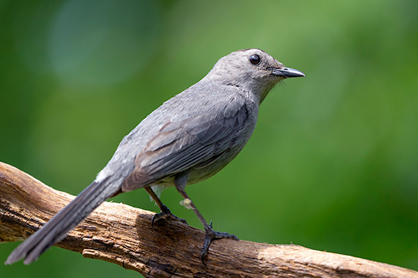 Sony FE 100-400mm f/4.5-5.6 GM OSS Review: Field Test -- Gallery Image