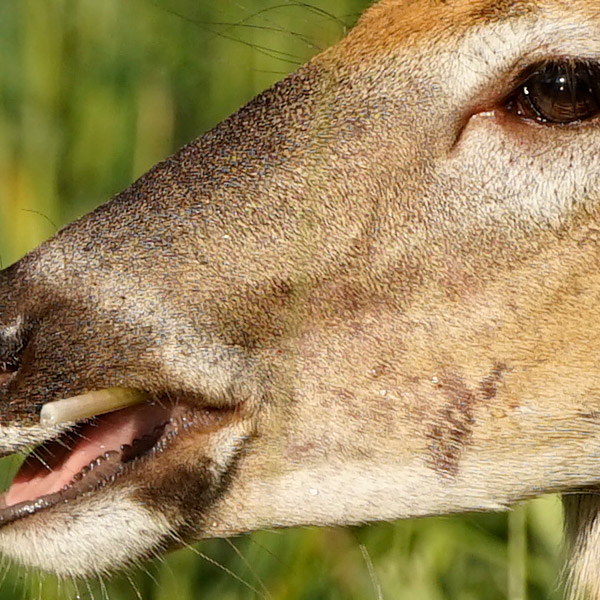 Sony FE 100-400mm f/4.5-5.6 GM OSS Review: Field Test -- Gallery Image